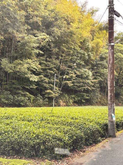 サクッとデイキャンプしてきた。 山城町森林公園 ソロキャンプ フリーサイト あやぴーさんのキャンプブログ CAMPiii(キャンピー) -キャンプ専用SNS キャンプのすべてがここに集まる-