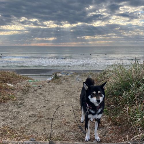 CAMPiii(キャンピー) アクセルさんのキャンプブログ 九十九里浜、やはり海はいいね! 九十九里浜シーサイドオートキャンプ場