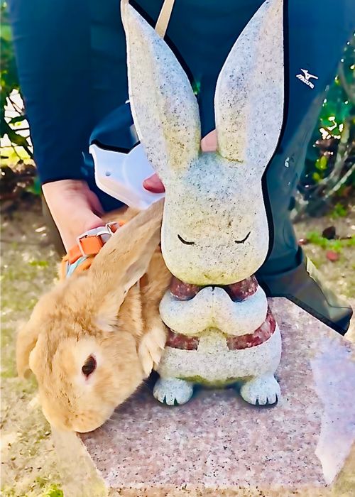 神在月に神の遣い《きなこ》と一緒に…出雲参拝おじおばうさキャン△ in 夢の森うさぎキャンプ場 〜 CAMP NO. うさぎ森林公園 夢の森うさぎ ファミリーキャンプ グループキャンプ 区画サイト おじキャン△さんのキャンプブログ CAMPiii(キャンピー) -キャンプ専用SNS キャンプのすべてがここに集まる-