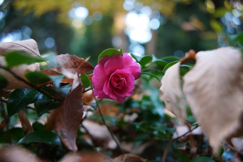 【キャンプ行けてない】キャンプ場マルシェイベントへ行った記録 TINY CAMP VILLAGE 週末スナフキンさんのキャンプブログ CAMPiii（キャンピー） -キャンプ専用SNS キャンプのすべてがここに集まる-