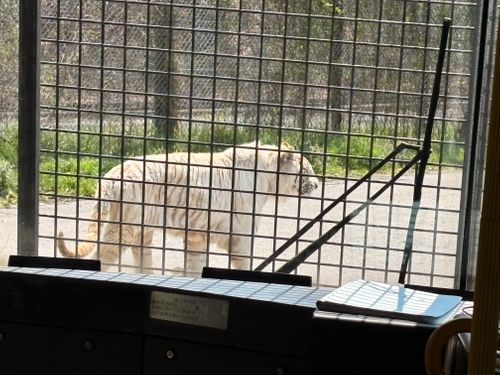 春爛漫🌸Camp♪♪ 宮川内公園 ファミリーキャンプ フリーサイト camping roll♪さんのキャンプブログ CAMPiii（キャンピー） -キャンプ専用SNS キャンプのすべてがここに集まる-