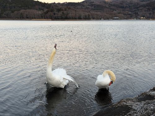 2025富士山キャンプ🗻@山梨編 レイクロッジヤマナカ ファミリーキャンプ 区画サイト ぐうたら夫婦さんのキャンプブログ CAMPiii（キャンピー） -キャンプ専用SNS キャンプのすべてがここに集まる-