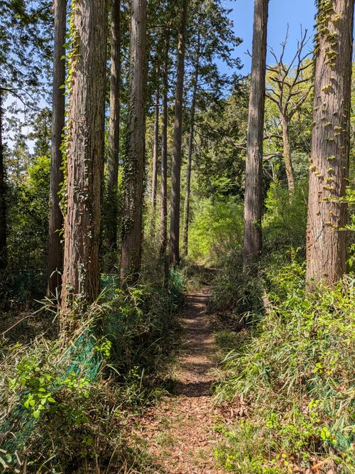 日和田山 ともえ川Park ソロキャンプ オートサイト フリーサイト IZUIZUさんのキャンプブログ CAMPiii（キャンピー） -キャンプ専用SNS キャンプのすべてがここに集まる-