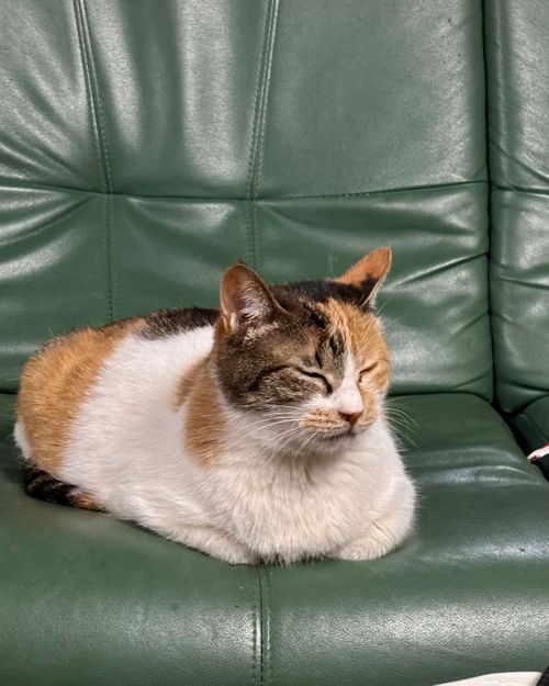 秋田＆岩手を目指せ〜🌀🌀🌀🌀🌀 キャンプグランド・ベアーベル Oniyomeさんのキャンプブログ CAMPiii（キャンピー） -キャンプ専用SNS キャンプのすべてがここに集まる-