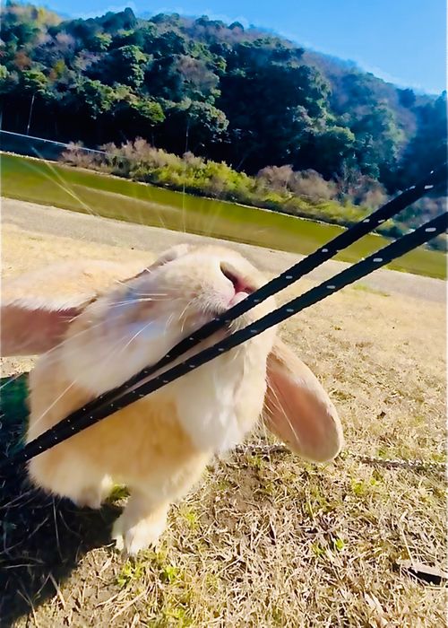 夜勤を挟んでの？久しぶりのマッタリおじうさキャン△ in 吉田河川公園 〜 CAMP NO.176 吉田河川公園 ソロキャンプ ファミリーキャンプ フリーサイト おじキャン△さんのキャンプブログ CAMPiii（キャンピー） -キャンプ専用SNS キャンプのすべてがここに集まる-
