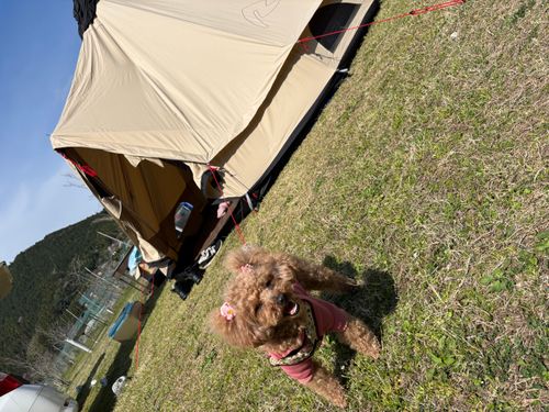 CAMPiii（キャンピー） レッドロビンさんのキャンプブログ ３代目テント⛺️ コットンフィールド
