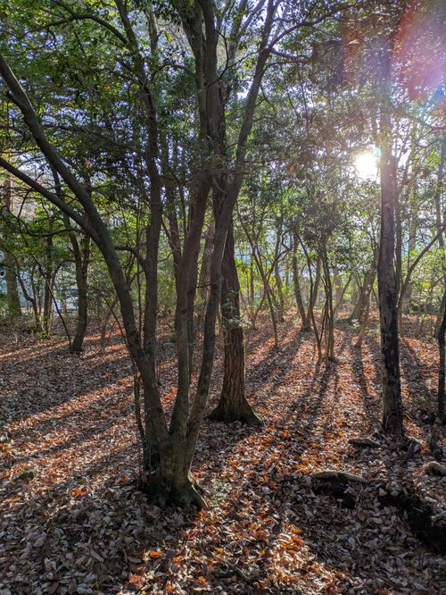 訳あって夜到着 PICA富士西湖 ソロキャンプ グループキャンプ フリーサイト アニさんのキャンプブログ CAMPiii（キャンピー） -キャンプ専用SNS キャンプのすべてがここに集まる-