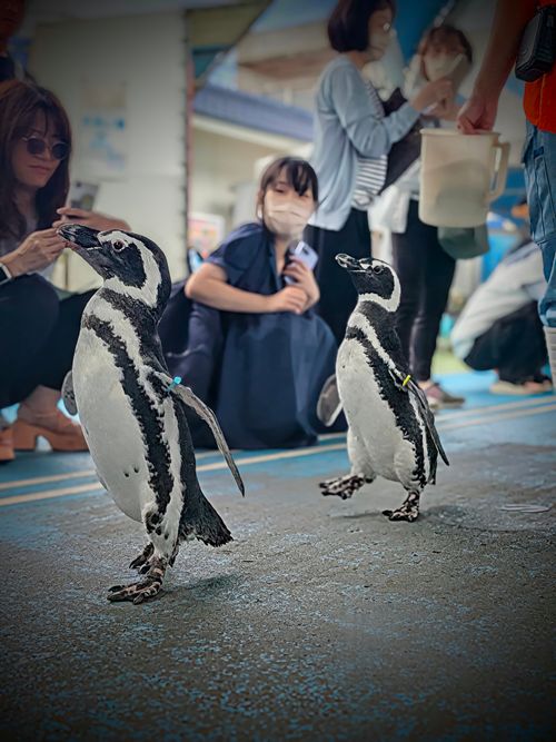 北陸を楽しむ！！Vol.1 能登島家族旅行村Ｗｅランド ソロキャンプ グループキャンプ 区画サイト オートサイト ちあさんのキャンプブログ CAMPiii（キャンピー） -キャンプ専用SNS キャンプのすべてがここに集まる-