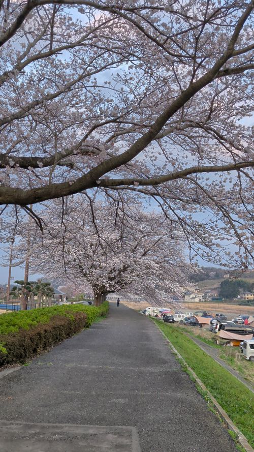 田代 中津川河川敷 ソロキャンプ フリーサイト オートサイト IZUIZUさんのキャンプブログ CAMPiii（キャンピー） -キャンプ専用SNS キャンプのすべてがここに集まる-