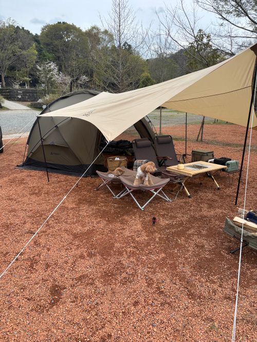 桜と菜の花と長瀞 長瀞オートキャンプ場 ファミリーキャンプ 区画サイト aozoraさんのキャンプブログ CAMPiii（キャンピー） -キャンプ専用SNS キャンプのすべてがここに集まる-