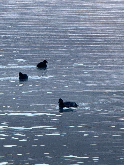 憧れの湖畔キャンプ 本栖レークサイドキャンプ場 ソロキャンプ 区画サイト オートサイト ちはみなさんのキャンプブログ CAMPiii（キャンピー） -キャンプ専用SNS キャンプのすべてがここに集まる-