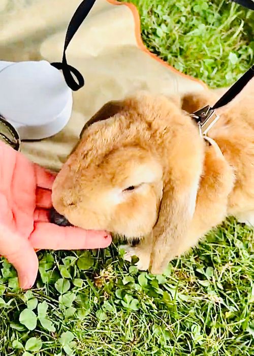 CAMPiiiブログ 投稿200回記念 おじおば🐰キャン△ in 田ノ浦キャンプ場 CAMP NO.195 田ノ浦キャンプ場 ファミリーキャンプ グループキャンプ フリーサイト おじキャン△さんのキャンプブログ CAMPiii（キャンピー） -キャンプ専用SNS キャンプのすべてがここに集まる-