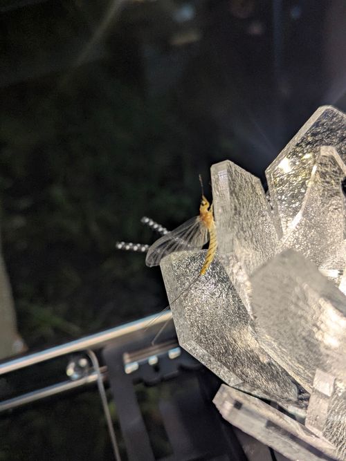絶景と涼しさで帰りたくなくなったグルキャン 姫木平ホワイトバーチキャンプフィールド ソロキャンプ グループキャンプ フリーサイト ちあさんのキャンプブログ CAMPiii（キャンピー） -キャンプ専用SNS キャンプのすべてがここに集まる-