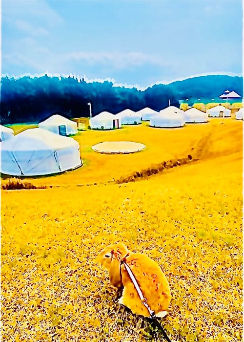 やっぱり悪天候？！おじおばうさキャン△ in 島の小さなキャンプ場toto・ん・トコ 〜 CAMP NO.180 島の小さなキャンプ場 toto・ん・トコ ファミリーキャンプ グループキャンプ フリーサイト おじキャン△さんのキャンプブログ CAMPiii（キャンピー） -キャンプ専用SNS キャンプのすべてがここに集まる-