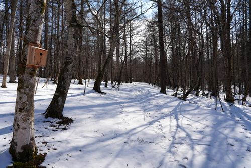 失念していた雪 PICA山中湖 ファミリーキャンプ グランピング スモーキーさんのキャンプブログ CAMPiii（キャンピー） -キャンプ専用SNS キャンプのすべてがここに集まる-