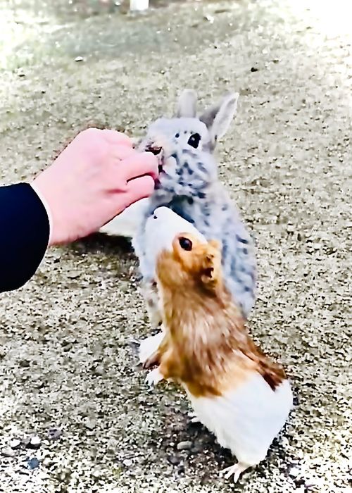 天国と地獄！？ 聖なる夜を愉しむおじおばうさキャン△ in グランヴェルデリゾート 〜 CAMP NO.168 GRAND VERDE RESORT ファミリーキャンプ グループキャンプ フリーサイト おじキャン△さんのキャンプブログ CAMPiii（キャンピー） -キャンプ専用SNS キャンプのすべてがここに集まる-