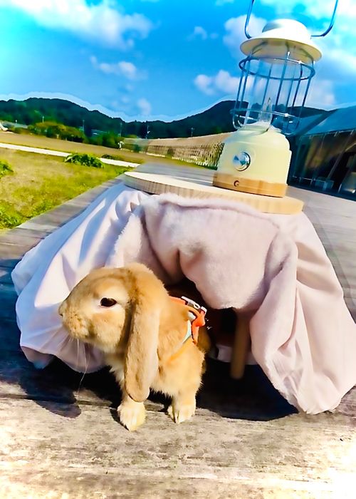 ちょっぴり寒くて予定外の？お籠りスタイルおじおばうさキャン△ in 阿川ほうせんぐり海浜公園 〜 CAMP NO.161 阿川ほうせんぐり海浜公園 ソロキャンプ ファミリーキャンプ グループキャンプ フリーサイト おじキャン△さんのキャンプブログ CAMPiii（キャンピー） -キャンプ専用SNS キャンプのすべてがここに集まる-