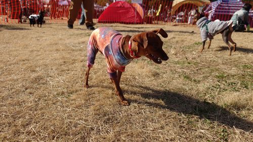 デイキャンもどき こもれび森のイバライド ファミリーキャンプ フリーサイト まーささんのキャンプブログ CAMPiii（キャンピー） -キャンプ専用SNS キャンプのすべてがここに集まる-