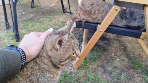 あけましておめでとうごニャイます！🐱（byまきお） ラピュタファームキャンプ場 グループキャンプ フリーサイト スローライフに憧れるさんのキャンプブログ CAMPiii（キャンピー） -キャンプ専用SNS キャンプのすべてがここに集まる-