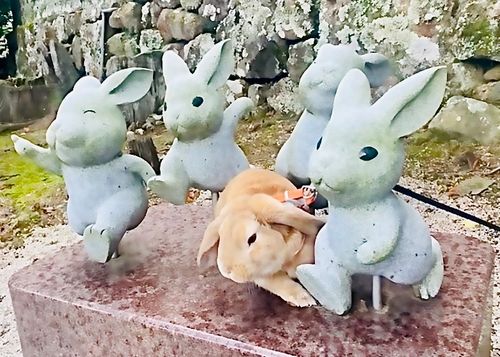神在月に神の遣い《きなこ》と一緒に…出雲参拝おじおばうさキャン△ in 夢の森うさぎキャンプ場 〜 CAMP NO. うさぎ森林公園 夢の森うさぎ ファミリーキャンプ グループキャンプ 区画サイト おじキャン△さんのキャンプブログ CAMPiii(キャンピー) -キャンプ専用SNS キャンプのすべてがここに集まる-