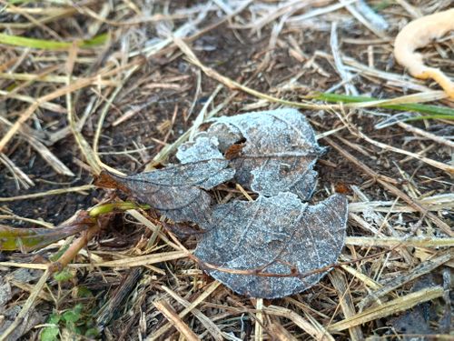 夜勤明けのお籠りキャンプ 角田大橋河川敷 ソロキャンプ フリーサイト ウエィダーさんのキャンプブログ CAMPiii（キャンピー） -キャンプ専用SNS キャンプのすべてがここに集まる-