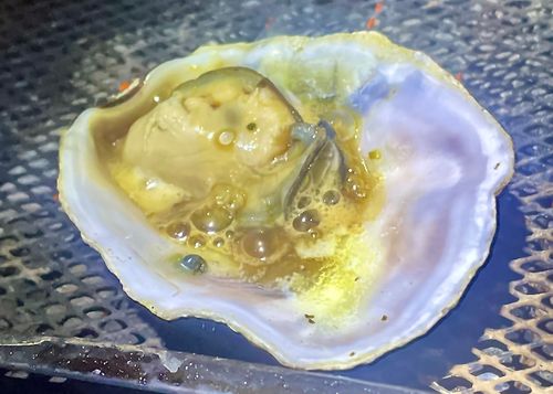 秋穂の名物《車海老を喰らう》おじうさグルキャン△ in 美濃ケ浜海浜公園キャンプ場 〜 CAMP NO.160 美濃ケ浜海浜広場 ソロキャンプ ファミリーキャンプ グループキャンプ フリーサイト おじキャン△さんのキャンプブログ CAMPiii（キャンピー） -キャンプ専用SNS キャンプのすべてがここに集まる-