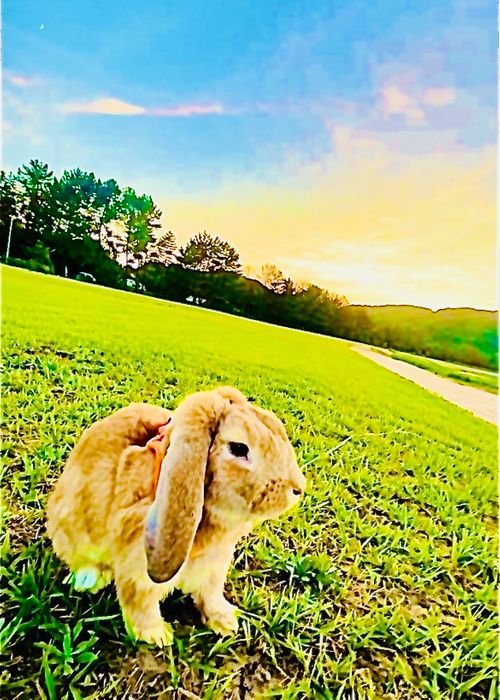 初めてのキャンプ場?でおじうさ+○○キャン△ in 阿川ほうせんぐり海浜公園 〜 CAMP NO.149 阿川ほうせんぐり海浜公園 ソロキャンプ ファミリーキャンプ フリーサイト おじキャン△さんのキャンプブログ CAMPiii(キャンピー) -キャンプ専用SNS キャンプのすべてがここに集まる-