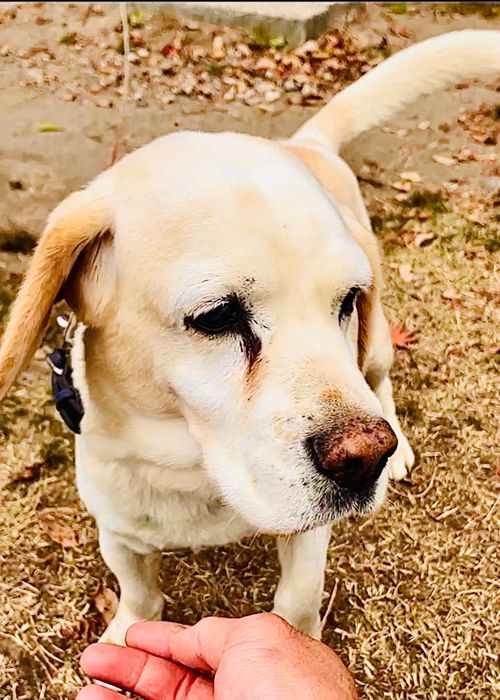 念願だった初・阿蘇(熊本)の秋を楽しむおじおばうさキャン△ in ゴンドーシャロレー 〜 CAMP NO.163 ゴンドーシャロレー ファミリーキャンプ グループキャンプ 区画サイト おじキャン△さんのキャンプブログ CAMPiii（キャンピー） -キャンプ専用SNS キャンプのすべてがここに集まる-