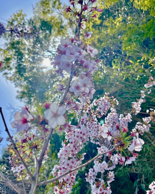 至れり尽くせり💕『お姫様』デイキャンプ 神割崎キャンプ場 Oniyomeさんのキャンプブログ CAMPiii（キャンピー） -キャンプ専用SNS キャンプのすべてがここに集まる-