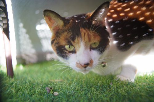 【キャンプ行けてない】キャンプ場マルシェイベントへ行った記録 TINY CAMP VILLAGE 週末スナフキンさんのキャンプブログ CAMPiii（キャンピー） -キャンプ専用SNS キャンプのすべてがここに集まる-