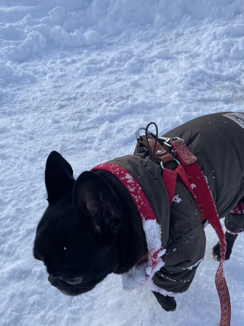 粉雪が満月にキラキラ光る露天風呂で缶ビールをプシュッ！今年のキャンプスタート！ とことん山キャンプ場 ファミリーキャンプ フリーサイト ロコCamp0828さんのキャンプブログ CAMPiii（キャンピー） -キャンプ専用SNS キャンプのすべてがここに集まる-