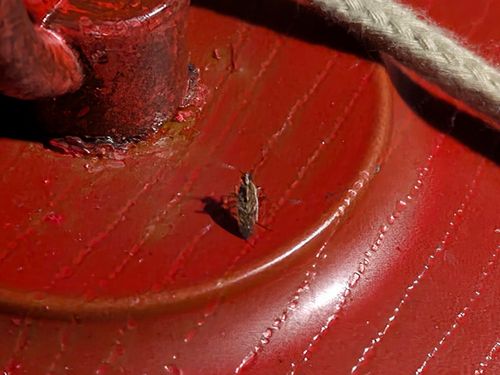 やはり自然には勝てないよね〜 大阪府 ソロキャンプ フリーサイト ぞのさんさんのキャンプブログ CAMPiii（キャンピー） -キャンプ専用SNS キャンプのすべてがここに集まる-