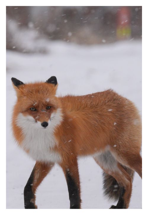 恒例の北海道極寒キャンプ ソロキャンプ ファミリーキャンプ グループキャンプ 区画サイト ENJOY THE OUTDOORSさんのキャンプブログ CAMPiii（キャンピー） -キャンプ専用SNS キャンプのすべてがここに集まる-