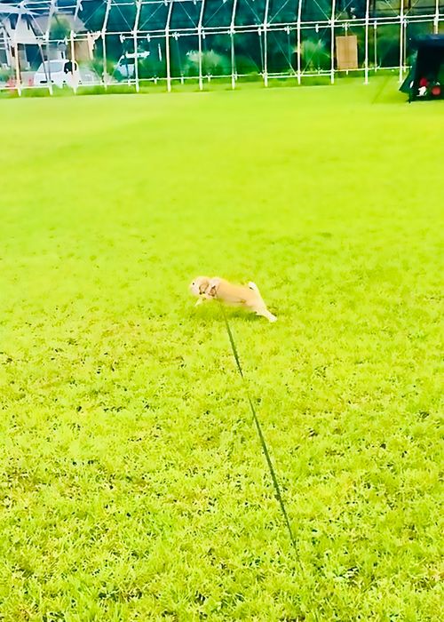 癒しの絶景キャンプを求めて…⛺️ リトライおじうさキャン△ in 阿川ほうせんぐり海浜公園 〜 CAMP NO.154 阿川ほうせんぐり海浜公園 ソロキャンプ ファミリーキャンプ フリーサイト おじキャン△さんのキャンプブログ CAMPiii（キャンピー） -キャンプ専用SNS キャンプのすべてがここに集まる-