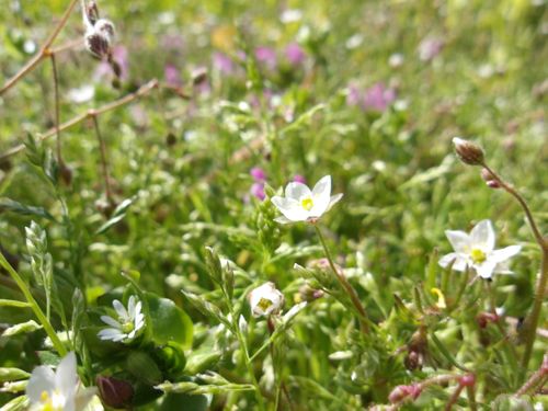 母子の山登りキャンプ 吉見温泉キャンプ場 はやぷささんのキャンプブログ CAMPiii（キャンピー） -キャンプ専用SNS キャンプのすべてがここに集まる-