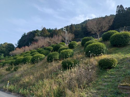 クラフトビールと温泉キャンプ🏕️ 萩阿武川温泉公園（キャンプ可） ソロキャンプ フリーサイト ＪＩＭＭＹさんのキャンプブログ CAMPiii（キャンピー） -キャンプ専用SNS キャンプのすべてがここに集まる-