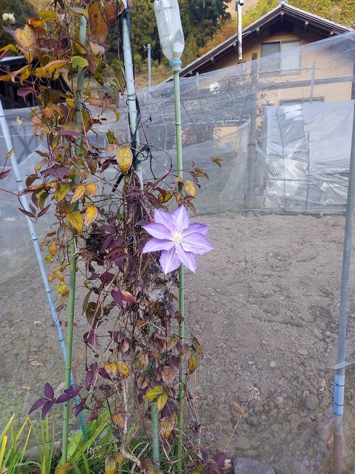 鹿岳辺りの紅葉🍁 One and…Nanmoku Another BASE ソロキャンプ 区画サイト ひろ16さんのキャンプブログ CAMPiii（キャンピー） -キャンプ専用SNS キャンプのすべてがここに集まる-