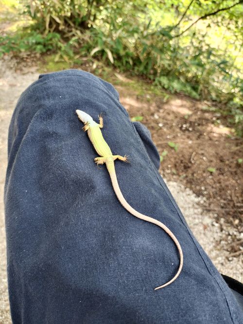 お医者様に外出はOKだと言われてたので 田立の滝オートキャンプ場 ソロキャンプ グループキャンプ 区画サイト オートサイト たかたかぽんたさんのキャンプブログ CAMPiii(キャンピー) -キャンプ専用SNS キャンプのすべてがここに集まる-