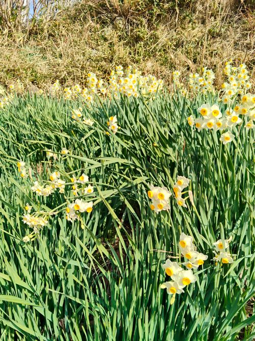 大阪の村 campsite麓 ソロキャンプ フリーサイト おっとまんSさんのキャンプブログ CAMPiii（キャンピー） -キャンプ専用SNS キャンプのすべてがここに集まる-