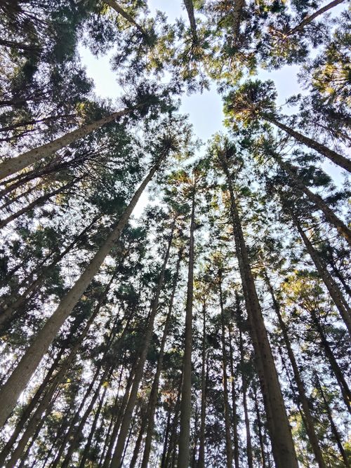 大阪の村 campsite麓 ソロキャンプ フリーサイト おっとまんSさんのキャンプブログ CAMPiii（キャンピー） -キャンプ専用SNS キャンプのすべてがここに集まる-