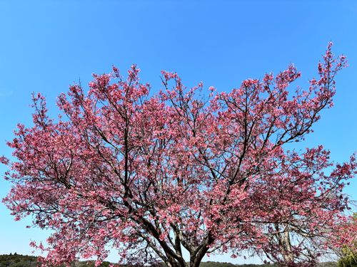 初めてのウィンドスクリーン。初めてのファイヤーセーフ 鹿嶋市 ソロキャンプ 区画サイト ASAPさんのキャンプブログ CAMPiii（キャンピー） -キャンプ専用SNS キャンプのすべてがここに集まる-