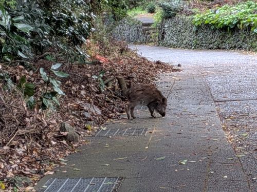 夜景を求めて GROVE camping hill グループキャンプ 区画サイト ひげさんさんのキャンプブログ CAMPiii（キャンピー） -キャンプ専用SNS キャンプのすべてがここに集まる-