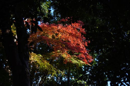 【キャンプ行けてない】キャンプ場マルシェイベントへ行った記録 TINY CAMP VILLAGE 週末スナフキンさんのキャンプブログ CAMPiii（キャンピー） -キャンプ専用SNS キャンプのすべてがここに集まる-
