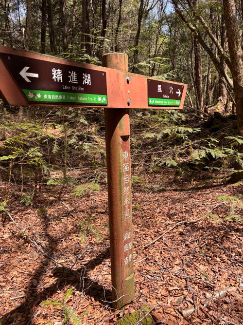 キャンプ解禁🎉＆乾杯🍻青木ヶ原樹海を歩く!? 「フラット登山」第2弾 DOTEKAGE CAMP GROUND 区画サイト Jimko☆さんのキャンプブログ CAMPiii（キャンピー） -キャンプ専用SNS キャンプのすべてがここに集まる-