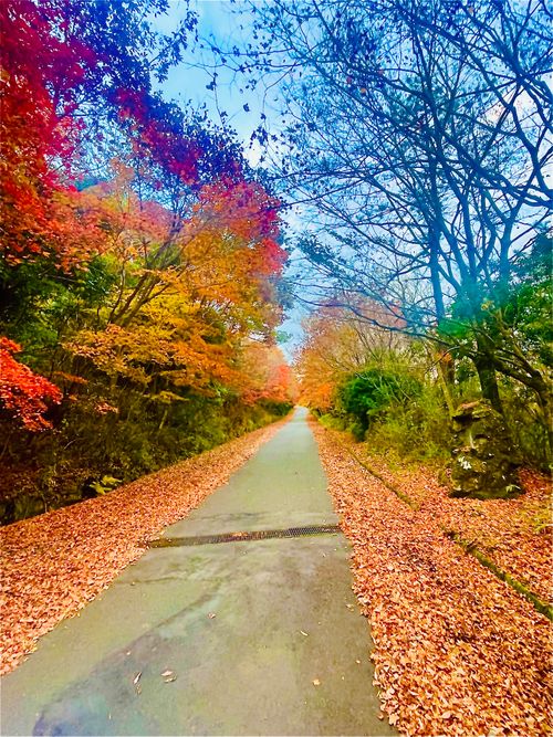 念願だった初・阿蘇(熊本)の秋を楽しむおじおばうさキャン△ in ゴンドーシャロレー 〜 CAMP NO.163 ゴンドーシャロレー ファミリーキャンプ グループキャンプ 区画サイト おじキャン△さんのキャンプブログ CAMPiii（キャンピー） -キャンプ専用SNS キャンプのすべてがここに集まる-
