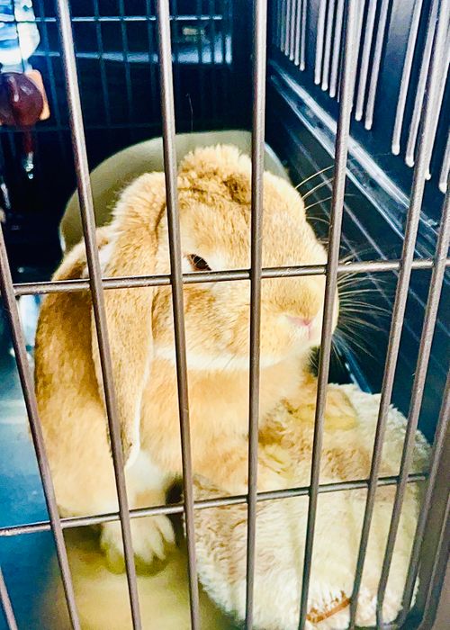 夏キャンプもそろそろ終わり？お盆明けのまた〜りおじ🐰キャン△ in 阿川ほうせんぐり海浜公園 〜 CAMP NO.208 阿川ほうせんぐり海浜公園 ソロキャンプ ファミリーキャンプ フリーサイト おじキャン△さんのキャンプブログ CAMPiii（キャンピー） -キャンプ専用SNS キャンプのすべてがここに集まる-