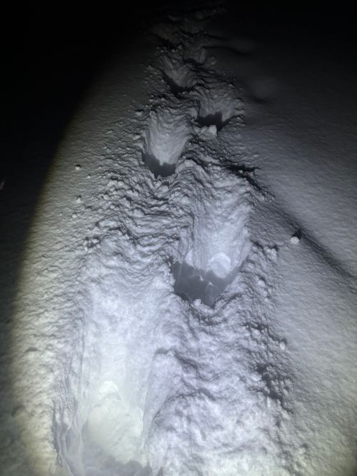 積雪｢ゼロcm」からの➡️➡️➡️➡️暴風のち災害級大雪キャンプ⛄️ 塩原グリーンビレッジ Oniyomeさんのキャンプブログ CAMPiii（キャンピー） -キャンプ専用SNS キャンプのすべてがここに集まる-