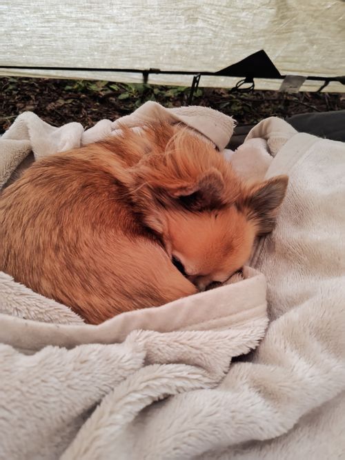 2026初キャンプ かんたファームワイルドキャンプ場 ソロキャンプ フリーサイト オートサイト けい＠福島県さんのキャンプブログ CAMPiii（キャンピー） -キャンプ専用SNS キャンプのすべてがここに集まる-