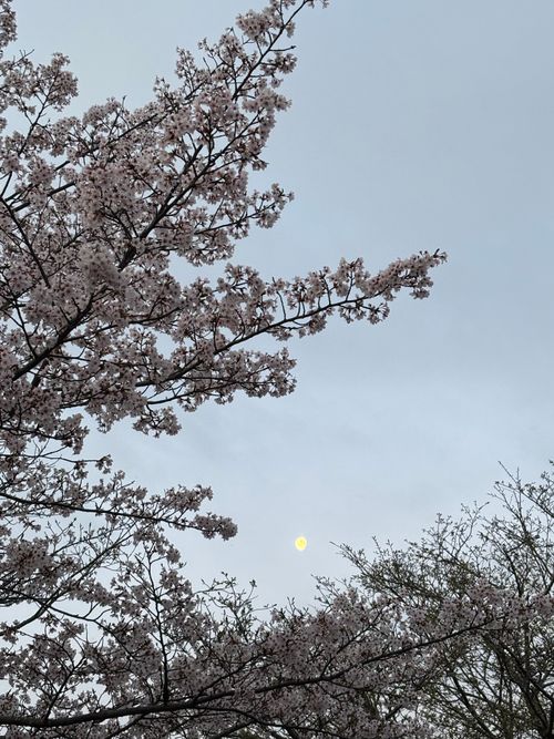 TOP画を『タヌキ』にしたら、メインがなくなるので『桜』にする！ くつわ池自然公園キャンプ場 ソロキャンプ フリーサイト とのさんのキャンプブログ CAMPiii（キャンピー） -キャンプ専用SNS キャンプのすべてがここに集まる-