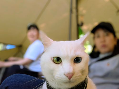 特に何もないんだけど、まったりデュオで猫の写真を撮ってきたよ ANOTHAPLACE ソロキャンプ グループキャンプ オートサイト 区画サイト ちあさんのキャンプブログ CAMPiii（キャンピー） -キャンプ専用SNS キャンプのすべてがここに集まる-